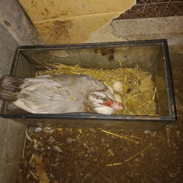 Troco ou vendo ovos de patas mudas e de gansa toulouse