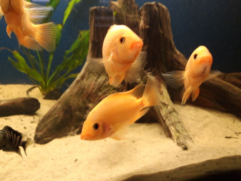 Młode pielęgnice cytrynowe  17-23 cm