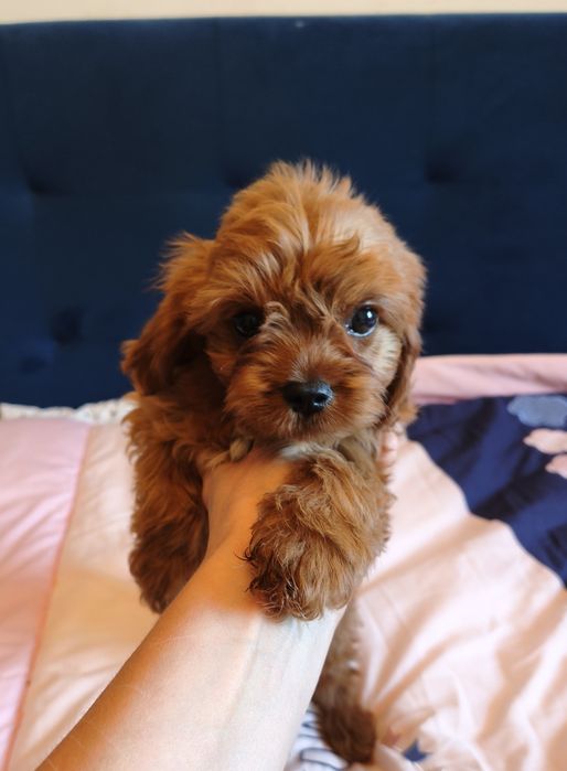 Cavapoo mini pudel toy