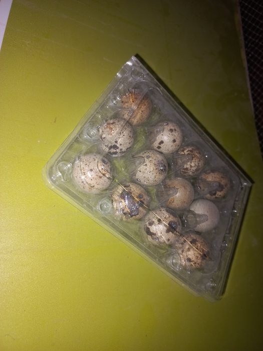 Ovos de codorniz