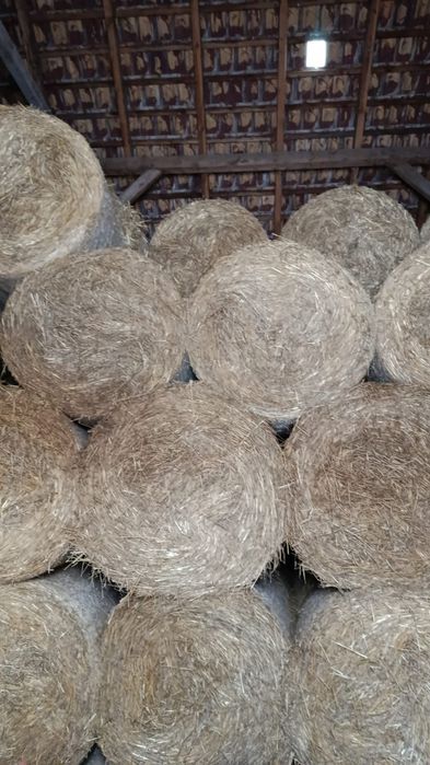 Słoma pszenna oraz z pszenżyta