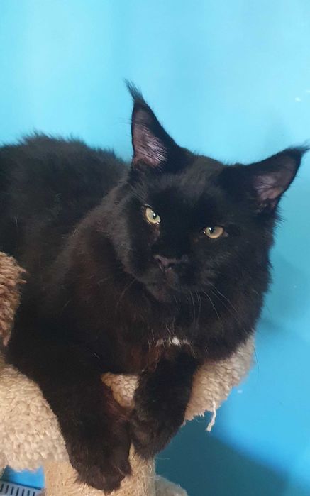 Питомник SEA BREEZE  преставляет молодого мальчика Зефир !