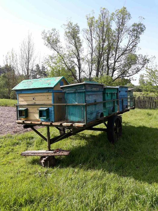 Продам переїздну пасіку.