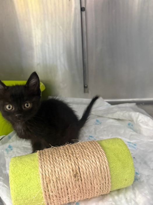 Gatinhos bebés com esterilização gratuita para adoção