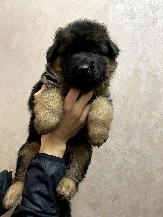 Довгошерстний хлопчик німецької вівчарки ТОП