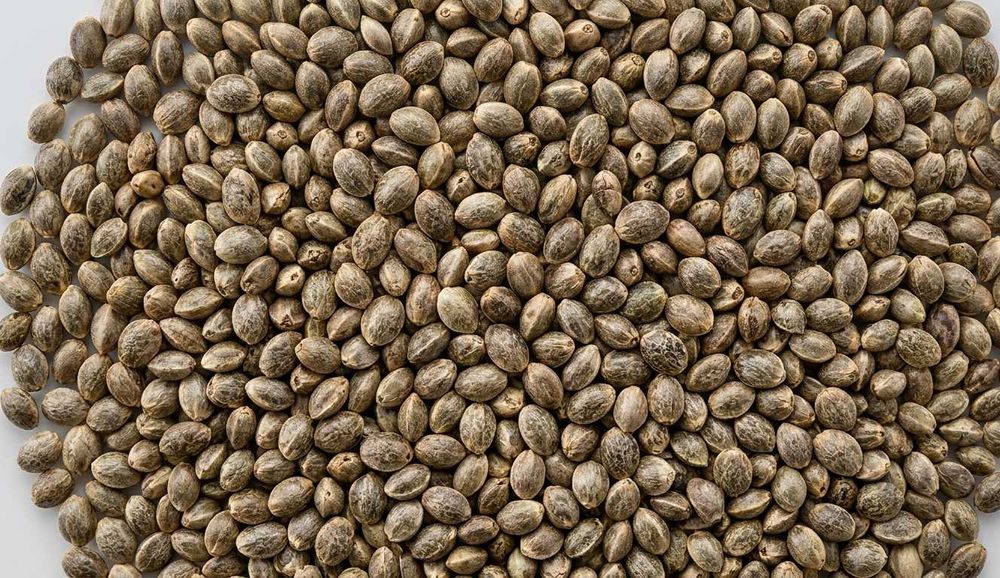 Ziarno konopi Konopie zanętowe 1kg Wędkarstwo Karp, Lin, Płoć, Leszcz, karaś