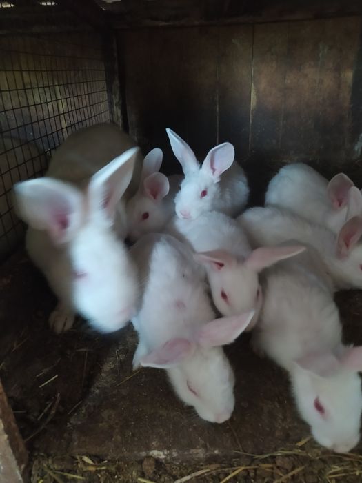 Кролики Термонська біла.