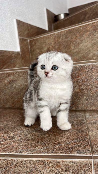 Шотландські кошенята, котики, котинята
