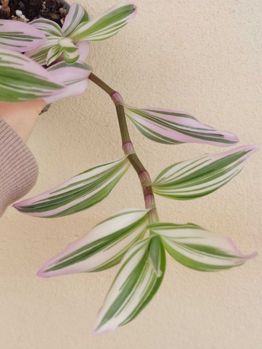 Planta Tradescantia Nanouk