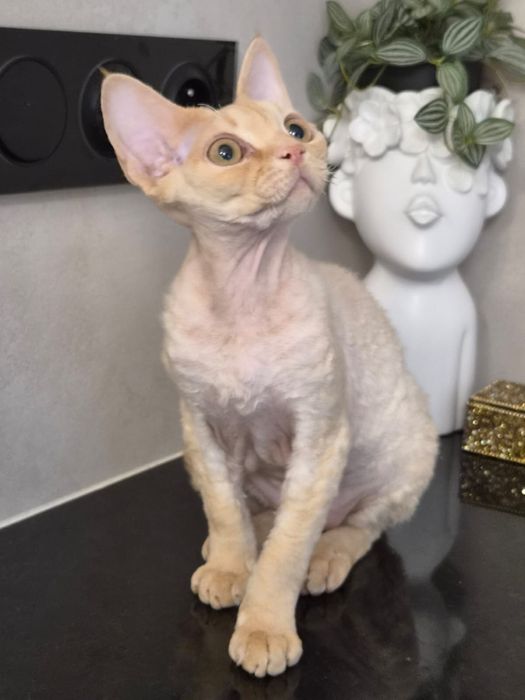 Devon rex, piekny kocur devon rex, FPL, FIFE