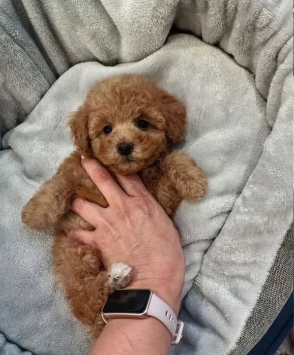 Красуня мальтіпу дівчинка