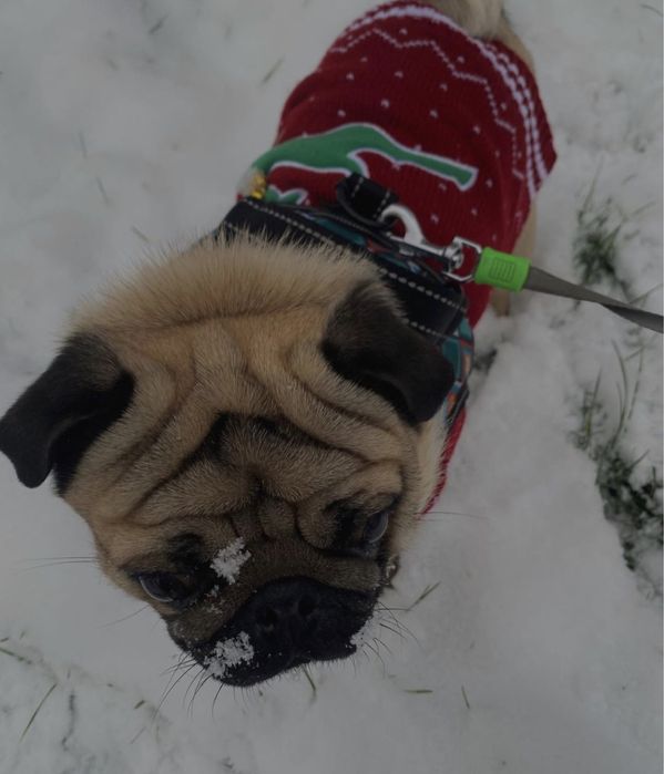 В’язка мопса!