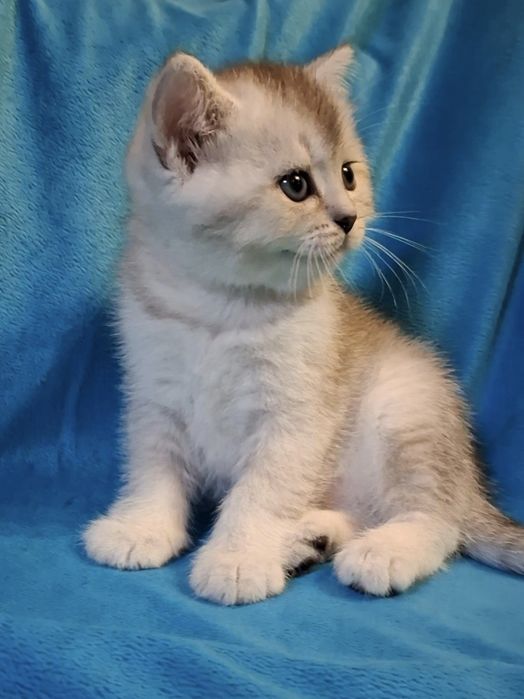 Шикарный короткошёрстный котёнок