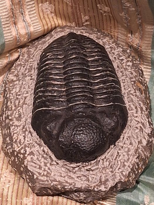 Fóssil de Trilobite (Espécie Phacops) – Exemplar de Coleção