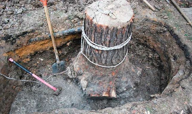 Кронирование удаление деревьев , корчевания пней