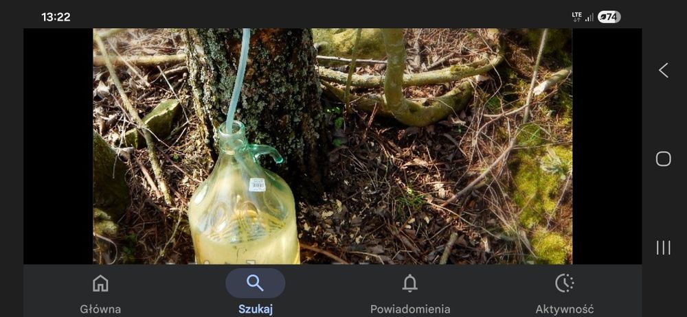 sok z brzozy prozdrowotnie super sprawa