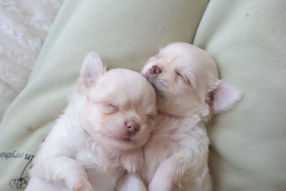 Chihuahua .Mini. Menino .Cabeça de maçã. Pēlo longo