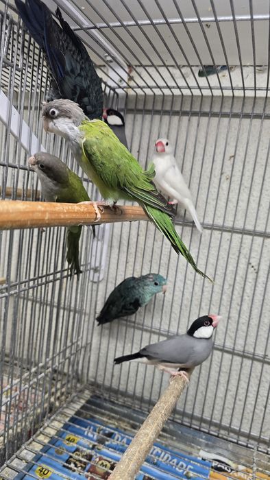 Javas e outras aves
