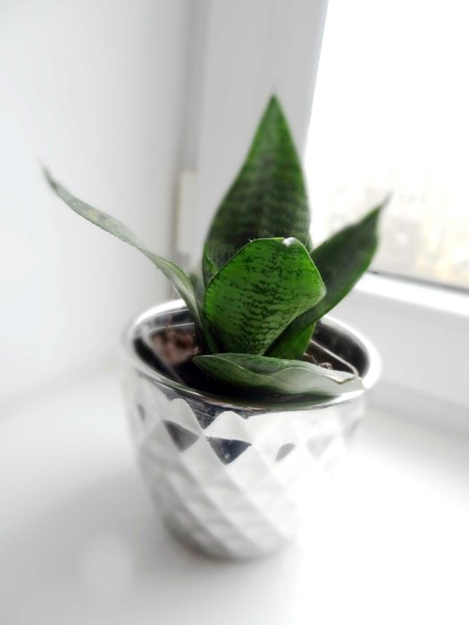 Sansewiera Trifaciata 'HAHNII' doniczka P9