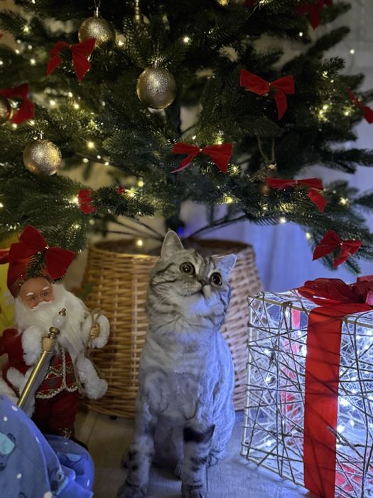 Стрижка котів, грумінг котів, Софіївська Борщагівка, Вишневе, Київ