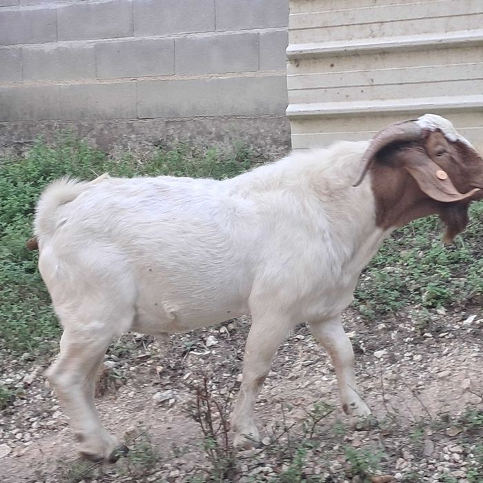 Vendo chibo Boer