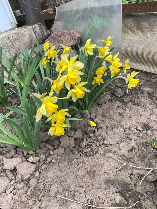 продам квіти тюльпанів та нарцисів