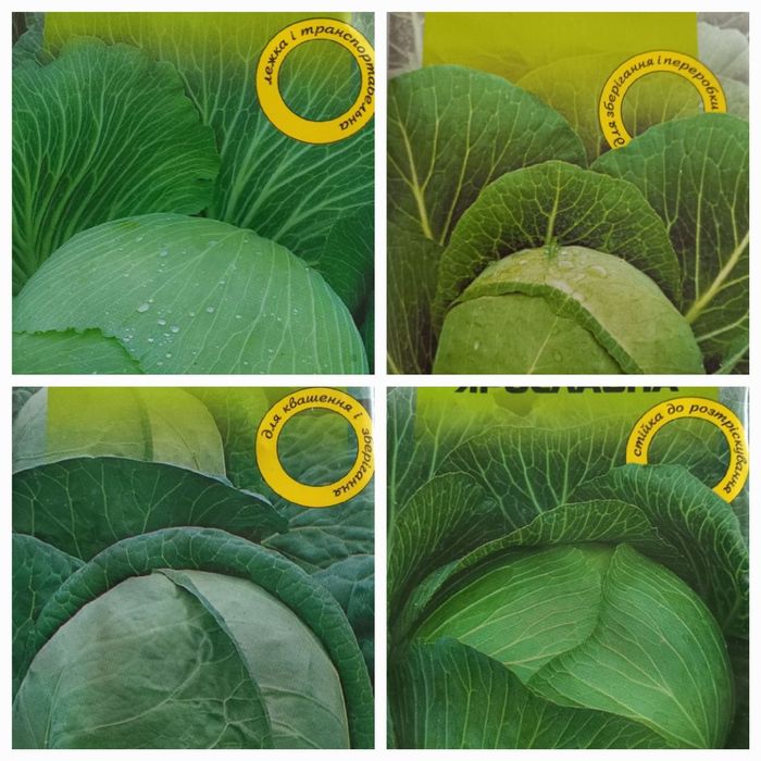 Фасоване насіння капусти