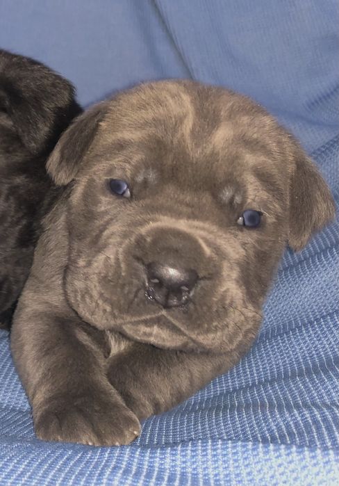 Блакитний кане корсо