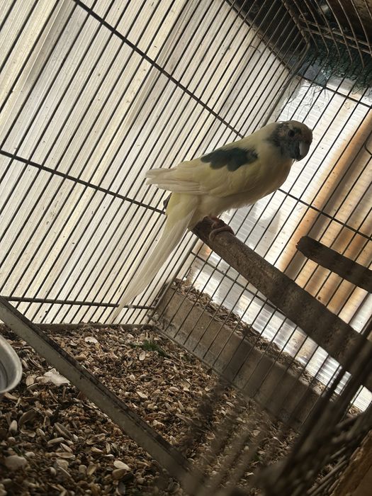Kakariki branco e azul