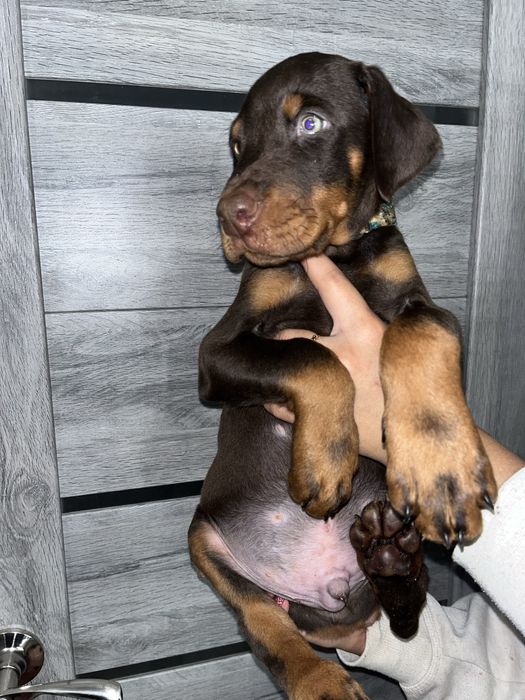 цуценята доберманів