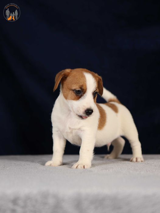 Jack Russell Terrier ZKwP FCI piękny piesek k.włos