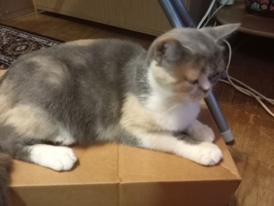 Британская кошечка