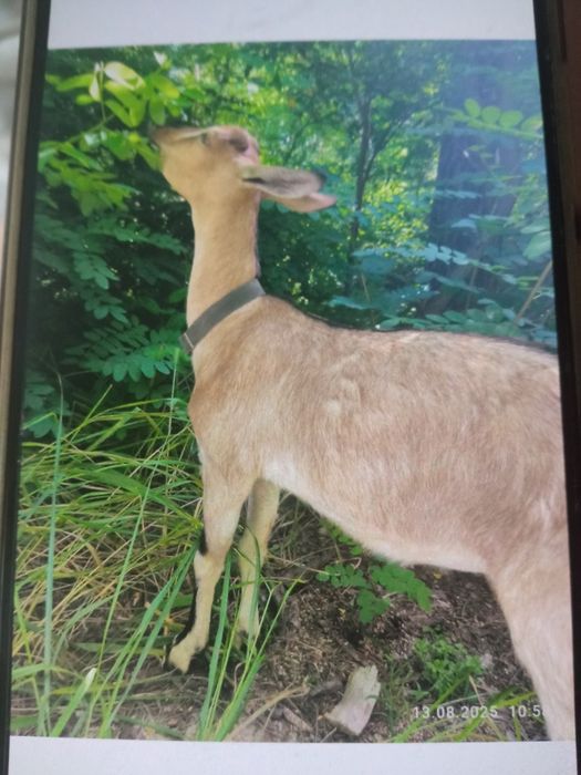 Альпiйска коза козочка дойна коза козел