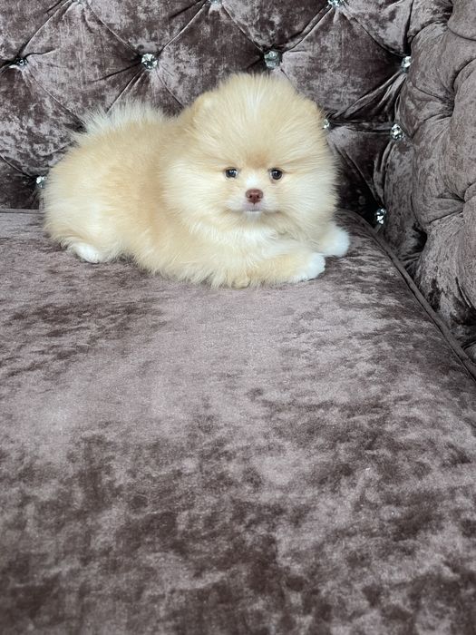 Super мвлышка померанец