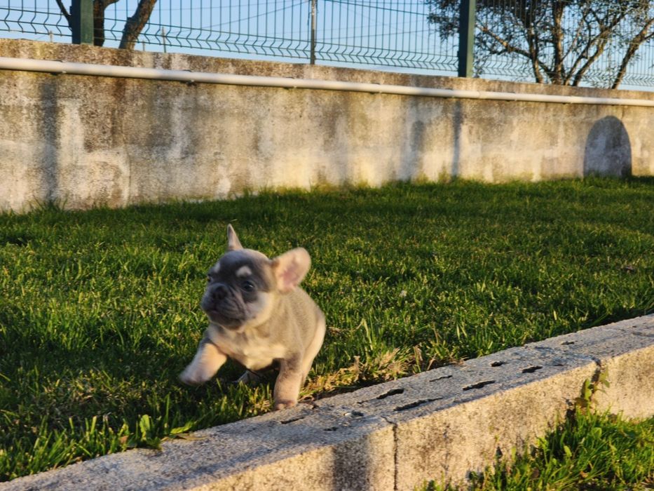 Bulldog Francês macho lilac tan