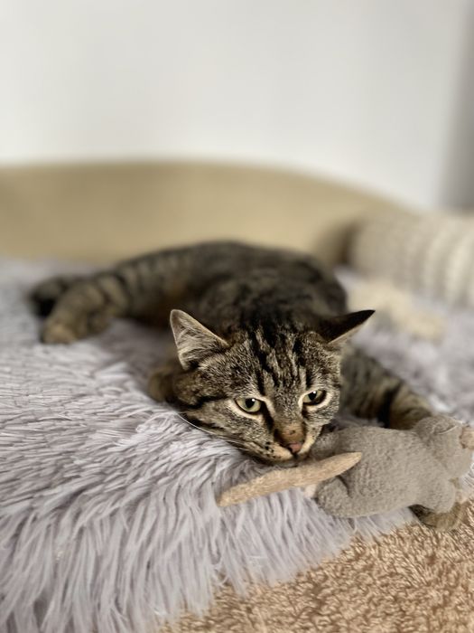 Котенок мальчик в добрые руки