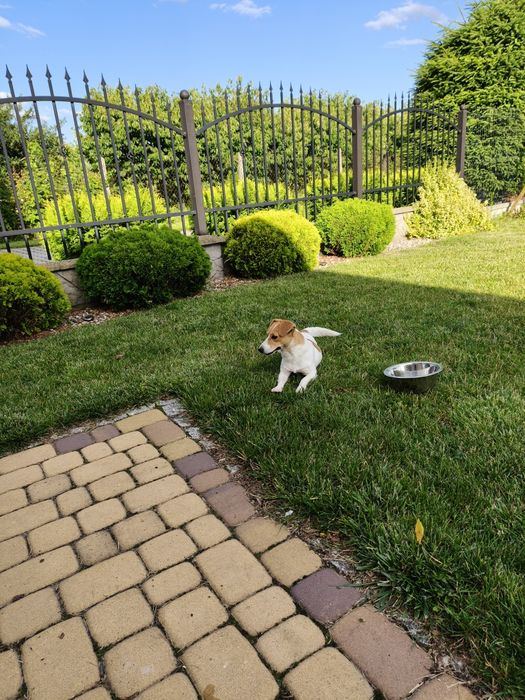 Sunia Jack Russell Terrier
