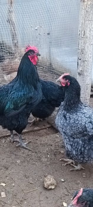 Продам молодого півня породи Ддерсійський гігант