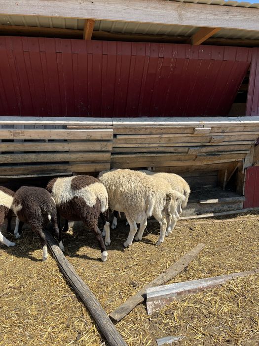 Бараны дорперы 75% живым весом