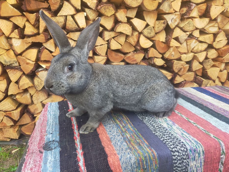 Молодий робочий самець Строкача . Кролі .