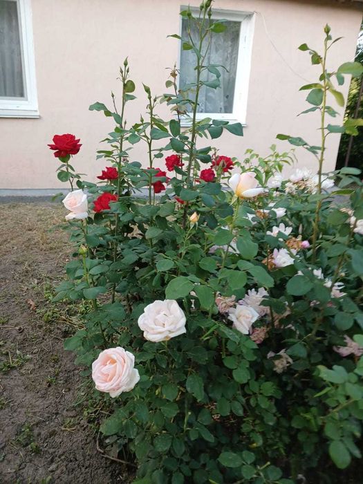 Продам будинок с.Збараж, Козятинський р-н, Вінницька обл.