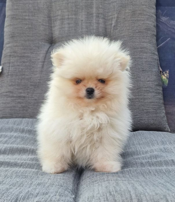 Szpic miniaturowy pomeranian suczka biala