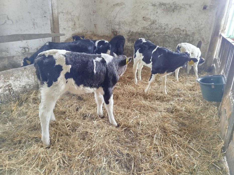 Sprzedam 10 jałówek mieszańce i HF