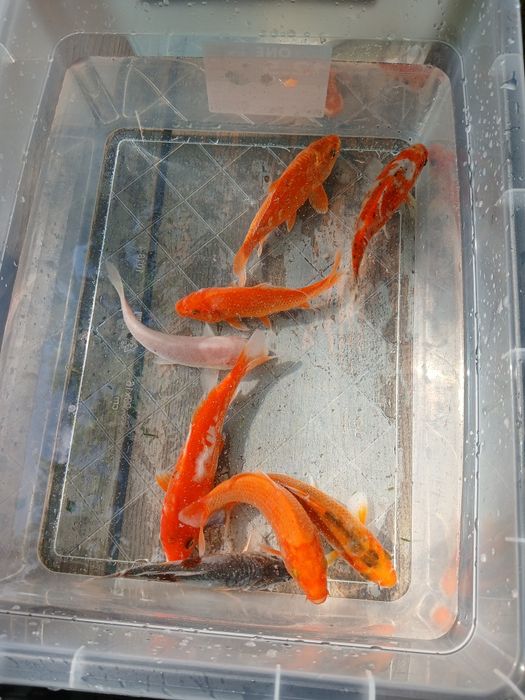 Karp kroczek 15-20