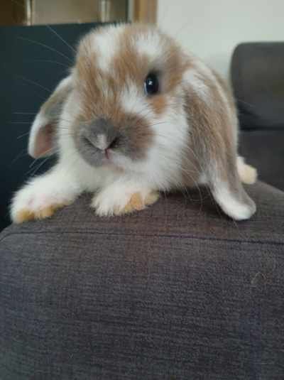 Kroliki baranek miniaturka  karzelek mini lop
