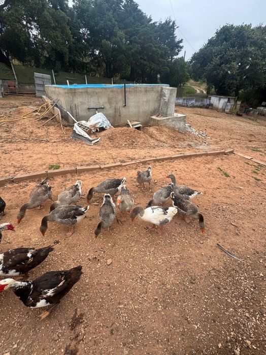 Vendo Patos Gansos