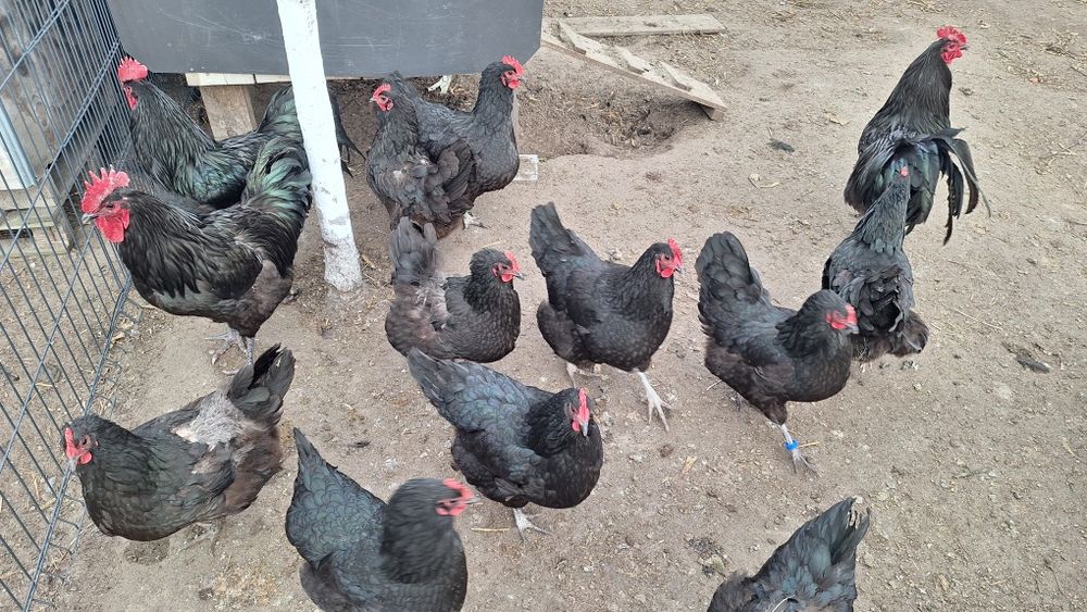 Jaja legowe australorp