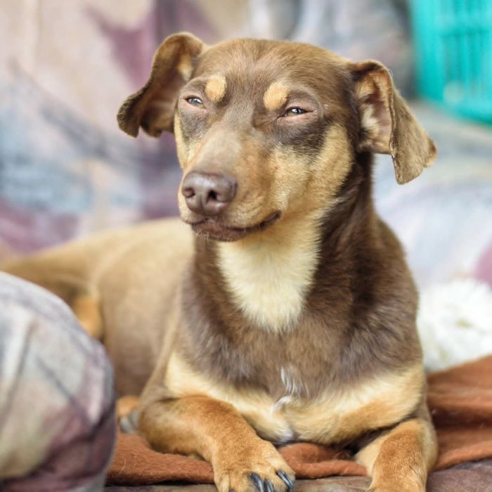 Do adopcji pies Tomek