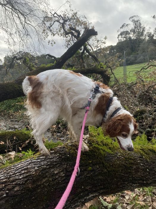 Estadias em Hotel Familiar para Cães