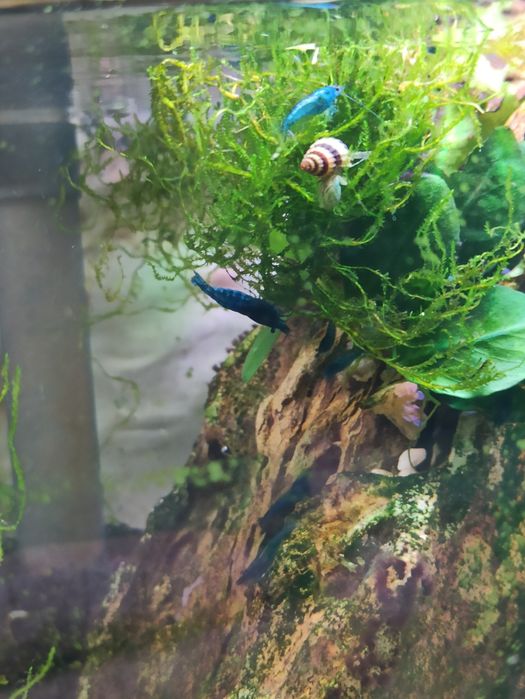 Para cedência neocaridina blue dream.